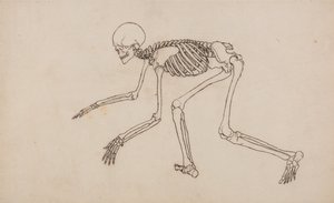 人体の構造と虎および家禽の構造の比較解剖学的解説：人体骨格側面図 作： ジョージ・スタッブス