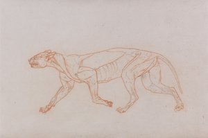 人体の構造と虎および家禽の構造の比較解剖学的解説：  ヒョウの体、側面図 作： ジョージ・スタッブス