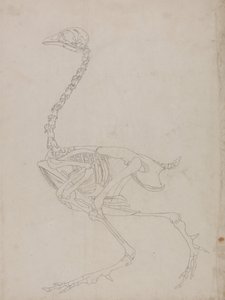 人体の構造と虎および家禽の構造の比較解剖学的解説：  家禽の骨格、側面図（骨格の外形図） 作： ジョージ・スタッブス