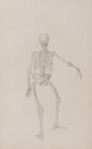 人体の構造と虎および家禽の構造の比較解剖学的説明：人体骨格・後面図（右腕を伸ばした状態、未発表表のための完成図） 作： ジョージ・スタッブス