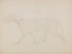 人体の構造と虎および家禽の構造の比較解剖学的説明：虎の体、側面図（表XIVの重要な図のために準備された筋肉の上層とその血液供給の研究） 作： ジョージ・スタッブス