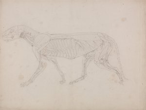 人体の構造と虎および家禽の構造の比較解剖学的解説：虎の体、側面図 作： ジョージ・スタッブス