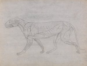 人体の構造と虎および家禽の構造の比較解剖学的解説：虎の体、側面図 作： ジョージ・スタッブス