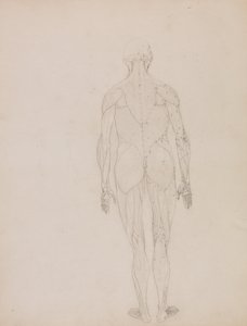 人体の構造と虎および家禽の構造の比較解剖学的説明：人体後面図（表XIIのキー・フィギュアのアウトライン・ドローイング） 作： ジョージ・スタッブス