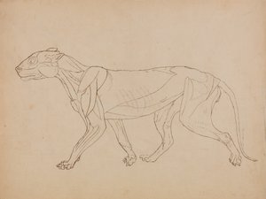 人体の構造と虎および家禽の構造の比較解剖学的説明：  虎の体、側面図（おそらくキーフィギュアのベースとして作成されたものであろう） 作： ジョージ・スタッブス