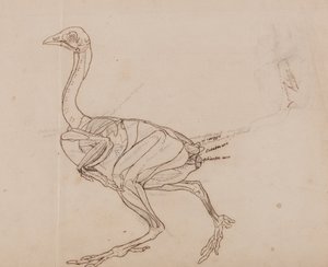 人体の構造と虎および家禽の構造の比較解剖学的解説：  ドーキング・ヘンの体、側面図（筋肉の外形図） 作： ジョージ・スタッブス