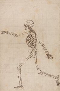 人体の構造と虎および家禽の構造の比較解剖学的解説：人体骨格側面図 作： ジョージ・スタッブス