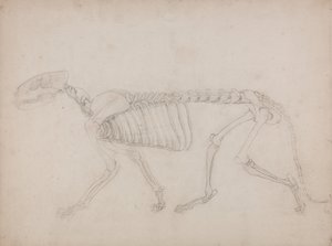 人体の構造と虎および家禽の構造の比較解剖学的解説：虎の骨格、側面図 作： ジョージ・スタッブス