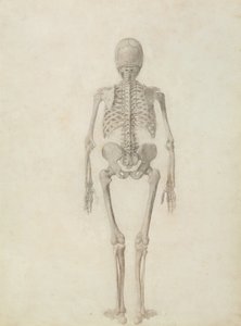 トラと一般的な鳥のそれと人体の構造の比較解剖学的説明：人間の骨格、後面図 作： George Stubbs
