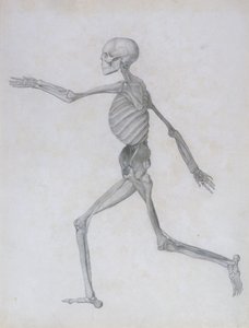 人体の構造と虎および一般的な家禽の構造の解剖学的説明の比較：人間の姿、側面図、1795-1806 作： George Stubbs