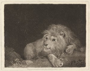 Um Leão [Um Leão reclinado] 作： George Stubbs