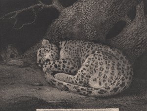アーティスト、パブによって刻まれた眠っているヒョウ。 1791年（エッチング） 作： George Stubbs