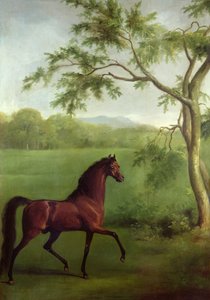 木の下のアラビアン・スタリオン」1761-63年頃（油彩・キャンバス 作： George Stubbs