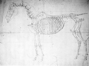 馬の解剖学的研究(紙にペンとインクと鉛筆) 作： George Stubbs