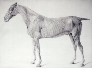 馬の解剖学」の図（彫刻作品 作： George Stubbs