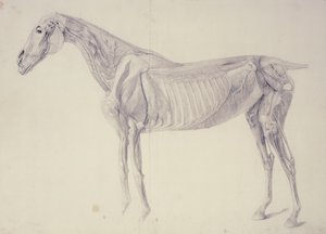 馬の解剖学の図 作： George Stubbs