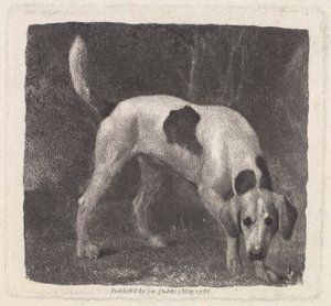 アーティスト、パブによって刻まれた犬（香りのフォックスハウンド）。 1788 作： George Stubbs