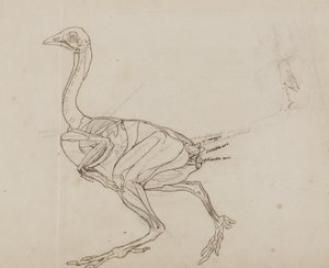 ドーキング鶏の体、側面図、「人体の構造とトラおよび一般的な鳥の構造の比較解剖学的説明」から 作： George Stubbs