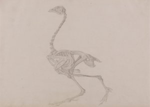Dorking Hen Skeleton、Lateral View (未発表の表の完成した研究) 作： George Stubbs