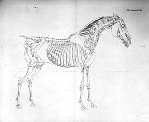 馬の解剖学」からの第5解剖表（エングレービング） 作： George Stubbs