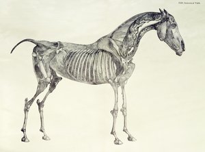「馬の解剖学」の第5解剖学的表 作： George Stubbs