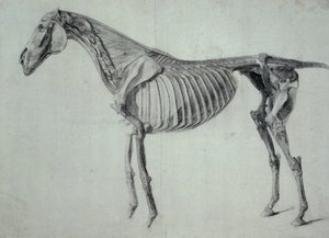 馬の第5解剖学的テーブルの完成した調査（紙の黒鉛） 作： George Stubbs