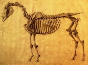 馬の最初の骨格表の研究が終了したc。 1766（紙に黒鉛） 作： George Stubbs