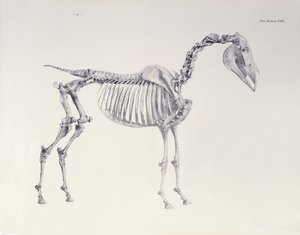 「馬の解剖学」の最初のスケルトンテーブル 作： George Stubbs