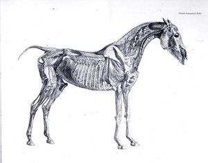 馬の解剖学」からの第4解剖表（エングレービング） 作： George Stubbs