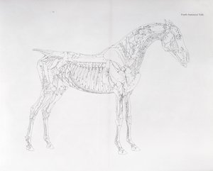 「馬の解剖学」の4番目の解剖学的表 作： George Stubbs
