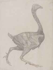 家禽の体、側面図 (おそらく、表 XV の彫刻用のプレートに移す準備ができている) 作： George Stubbs
