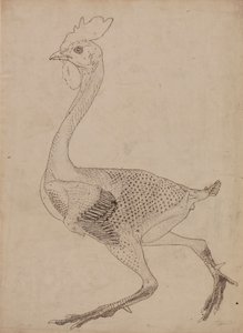 家禽の体、横から見た図 (表 X のキー数値のスタディ) 作： George Stubbs