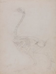 家禽の体、側面図 作： George Stubbs