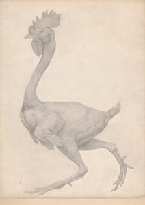 Ave, vista lateral com a maioria das penas removidas (estudo finalizado para a tabela X) 作： George Stubbs