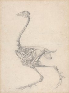 家禽の骨格、側面図 (表 V の完成した研究) 作： George Stubbs