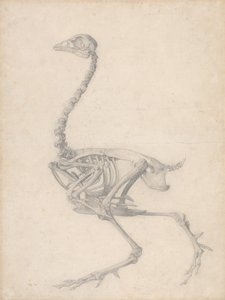 鶏の骨格、側面図（表Vの終了した調査） 作： George Stubbs