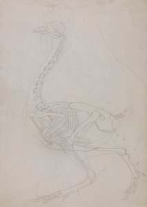 鶏の骨格 側面図（外形図） 作： George Stubbs