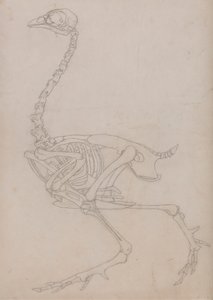 Fowl Skeleton, Lateral View (Outline drawing of the skeleton prepared for the key figure to Table V)   1434674   ja       japanese Successfully Translated  Original: Britomart and Artegall, Stories from the Faerie Queen published by George Harrap and Compa 作： George Stubbs