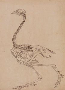 家禽の骨格、横から見た図 (表 V のキー フィギュアのスタディ) 作： George Stubbs