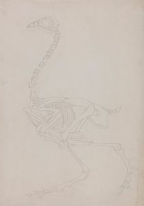 Kanan luuranko, sivunäkymä 作： George Stubbs