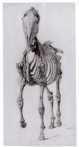 馬の骨格の正面図、1766年の馬の解剖学からの研究No. 10 作： George Stubbs