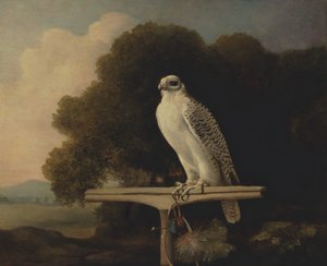 グリーンランド ファルコン、ジャイル ファルコン、1780 年。 作： George Stubbs