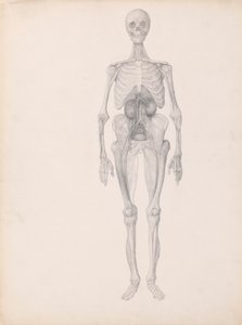 人間の姿、正面図 (解剖の最終段階の研究終了) 作： George Stubbs