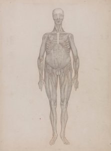 人物像、正面図 (未公開のプレート用) 作： George Stubbs