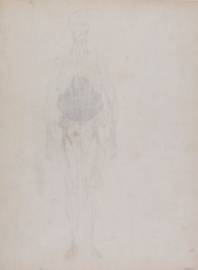 人間の姿、正面図 (大部分はアウトライン) 作： George Stubbs