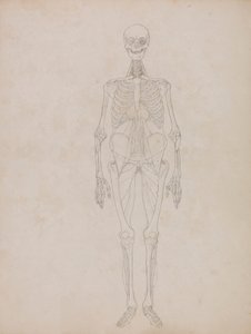 Ihmishahmo, etunäkymä (ääriviiva) 作： George Stubbs