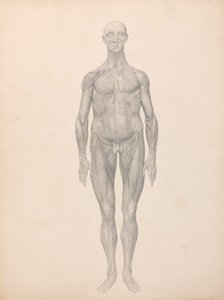 人間の姿、正面図、皮膚とその下の筋膜層が除去されている (表 XI の研究終了) 作： George Stubbs