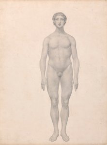 人間の姿、正面図、未解剖 (表 VI の研究終了) 作： George Stubbs