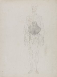 人間の姿、正面図、「人体の構造とトラや一般的な鳥の構造の比較解剖学的説明」から 作： George Stubbs