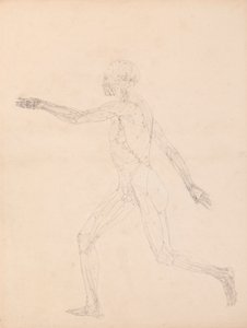人体図、側面図 (表 XIII の主要図用) 作： George Stubbs